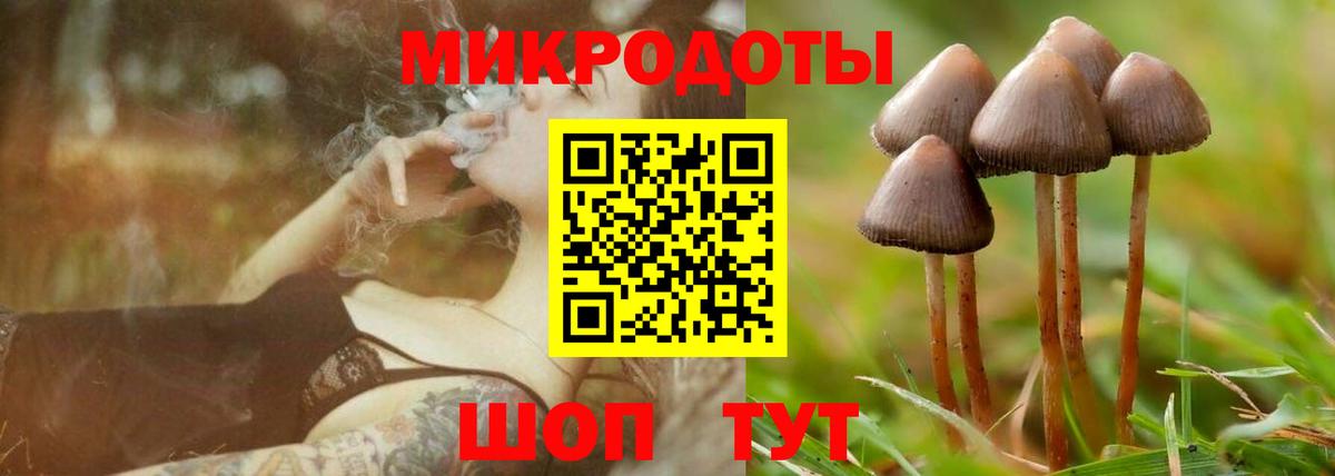Псилоцибиновые грибы Psilocybe Богородск